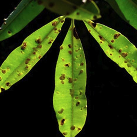 Bacterial Spot Keyplex Plant Nutrition