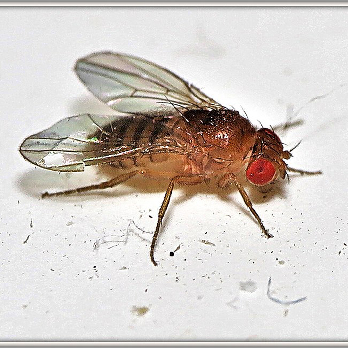 Fruit Fly - KeyPlex Plant Nutrition