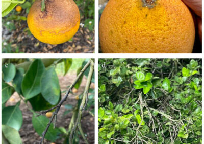 Pathogens Identified as Cause of Citrus Fruit Drop