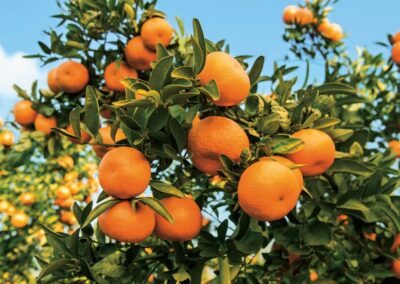 HLB might not be the main cause of citrus fruit drop